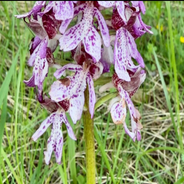 ZZ - Hybride Orchis purpurea X Orchis militaris